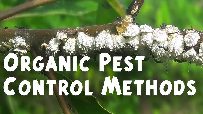 Organic Pest Control Methods