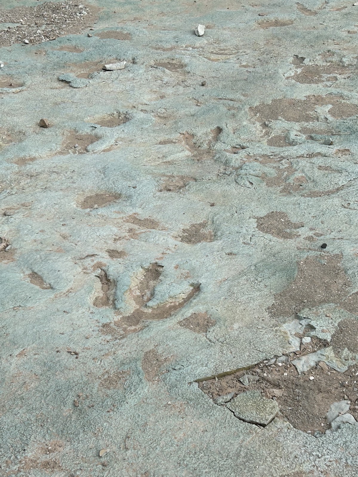 DInosaur track photography from a dino-themed RV trip across Utah and Colorado. Close up of 3-toed dinosaur prints in mud in Mill Canyon outside Moab Utah.