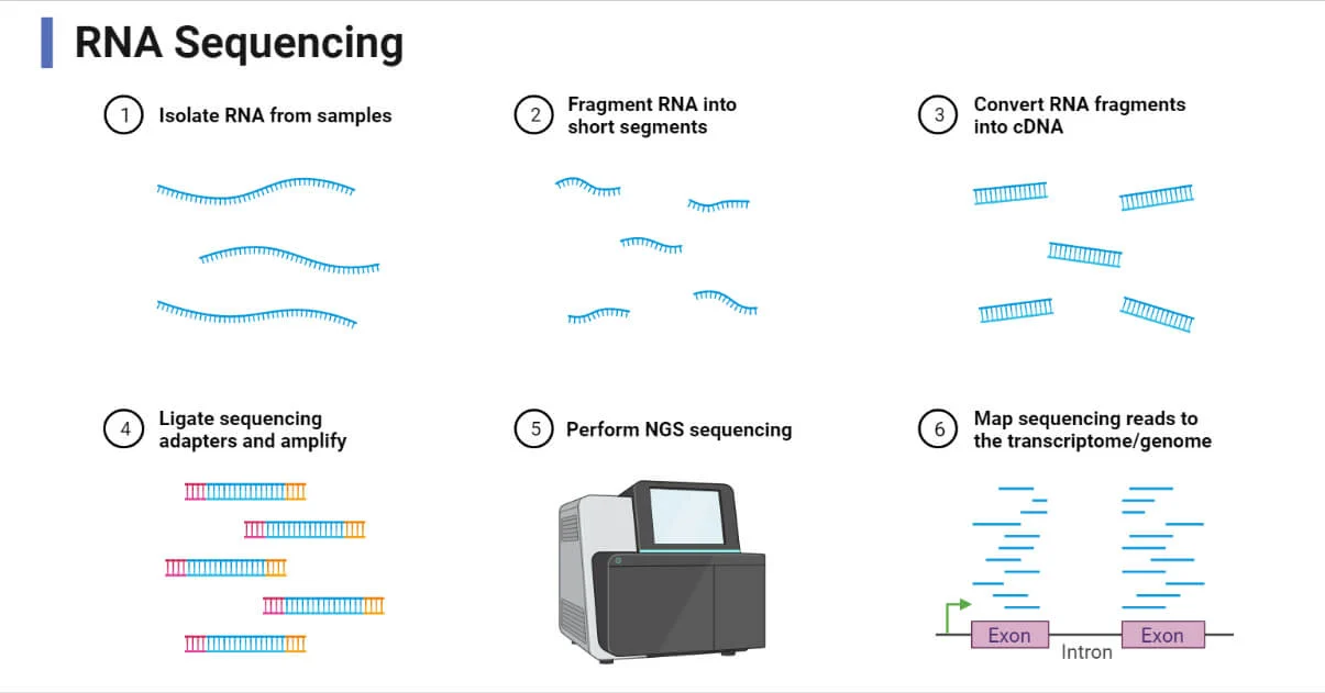 RNA Sequencing (RNA-Seq)