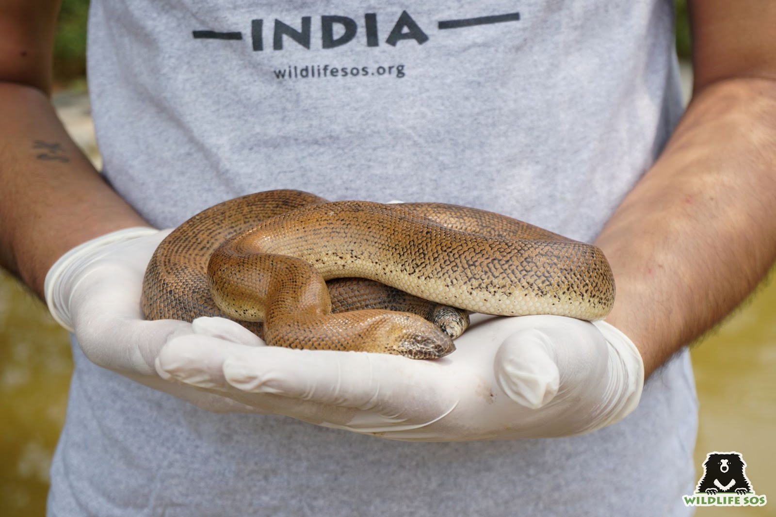 A non-venomous red sand boa