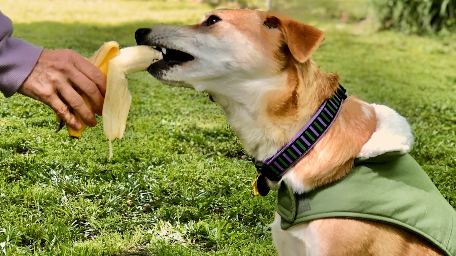 dogs and bananas