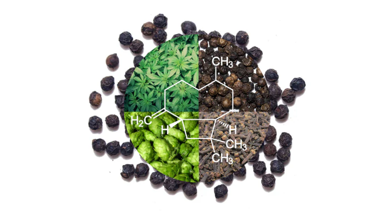 Natural Sources of Beta-Caryophyllene