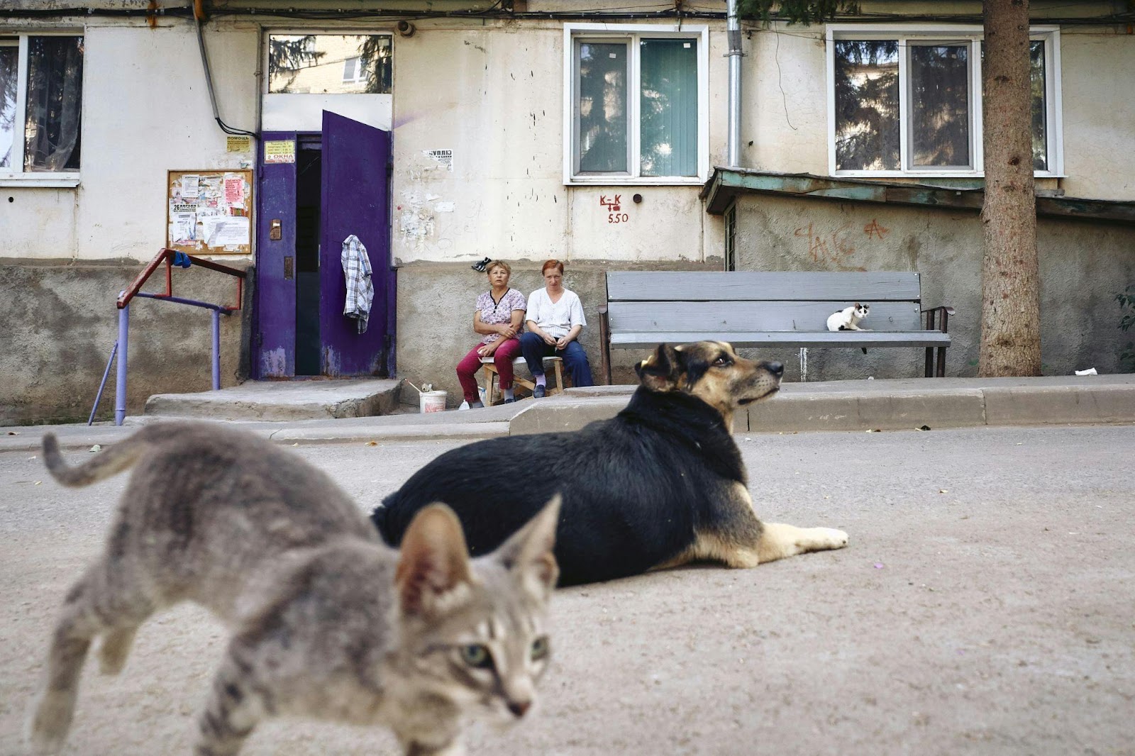 Heartwarming Cat-Dog Friendships That Will Restore Your Faith in Animals