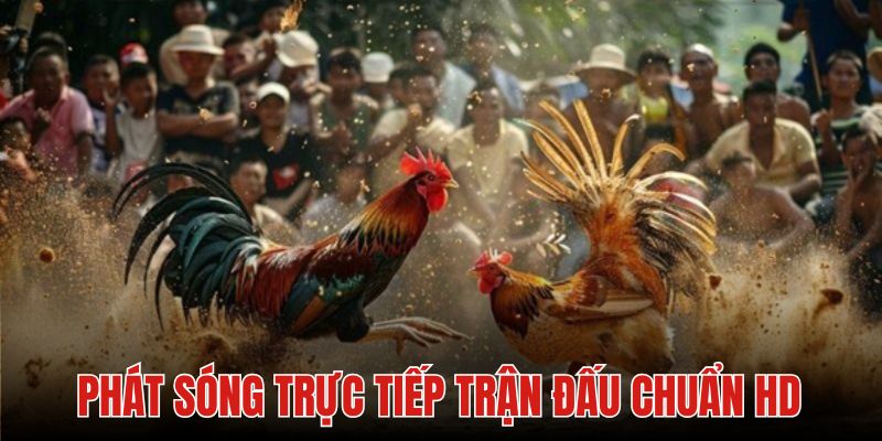 Tất cả các trận tranh hùng được phát sóng trực tiếp