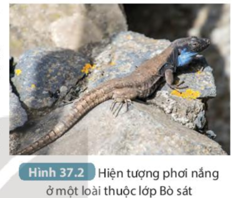 BÀI 37. ỨNG DỤNG SINH TRƯỞNG VÀ PHÁT TRIỂN Ở SINH VẬT VÀO THỰC TIỄNMỞ ĐẦUCâu hỏi: Muốn thúc đẩy quá trình sinh trưởng, phát triển ở vật nuôi và cây trồng để thu được năng suất cao, chúng ta cần làm gì?Đáp án chuẩn:Tạo môi trường sống phù hợp, thuận lợi, cung cấp đủ các chất dinh dưỡng cần thiết cho cây phát triển.I. CÁC NHÂN TỐ CHỦ YẾU ẢNH HƯỞNG ĐẾN SINH TRƯỞNG VÀ PHÁT TRIỂN Ở SINH VẬT1. Nhiệt độQuan sát Hình 37.1 và thực hiện các yêu cầu sau:Câu 1: Nhận xét mức độ sinh trưởng và phát triển của cá rô phi ở các mức nhiệt độ khác nhau, từ đó cho biết nhiệt độ có ảnh hưởng như thế nào tới sự sinh trưởng và phát triển của sinh vậtĐáp án chuẩn:Mức độ sinh trưởng và phát triển của cá rô phi không giống nhau ở các mức nhiệt độ khác nhau → nhiệt độ ảnh hưởng đến sinh trưởng và phát triển của sinh vật.Câu 2: Nhiệt độ thuận lợi nhất cho sự sinh trưởng và phát triển của cá rô phi là bao nhiêu? Nhiệt độ quá cao hoặc quá thấp so với nhiệt độ cực thuận có ảnh hưởng như thế nào tới mức độ sinh trưởng và phát triển của sinh vật?Đáp án chuẩn:Nhiệt độ thuận lợi: 23oC đến 37oC.  Nhiệt độ quá cao hoặc quá thấp → giảm sự sinh trưởng và phát triển của sinh vật hoặc có thể làm cho sinh vật chết.2. Ánh sángCâu 1: Nhiều loài động vật có tập tính phơi nắng (Hình 37.2), tập tính này có tác dụng gì đối với sự sinh trưởng và phát triển của chúng?Đáp án chuẩn:Giúp động vật hấp thu thêm nhiệt từ môi trường và giảm sự mất nhiệt trong những ngày trời rét, tập trung các chất để xây dựng cơ thể, sinh trưởng và phát triển.Câu 2: Giải thích vì sao nên cho trẻ nhỏ tắm nắng vào sáng sớm hoặc chiều muộnĐáp án chuẩn:Vì ánh nắng lúc sáng sớm và chiều muộn giúp cơ thể trẻ tổng hợp vitamin D – đóng vai trò quan trọng trong việc hấp thụ calcium để hình thành xương. 3. NướcCâu hỏi: Nước có ảnh hưởng tới quá trình sinh trưởng và phát triển ở sinh vật như thế nào? Vì sao nước có thể ảnh hưởng tới quá trình này?Đáp án chuẩn:- Nếu thiếu nước, quá trình sinh trưởng và phát triển của sinh vật sẽ bị chậm hoặc ngừng lại, thậm chí là chết.- Vì nước là chất tham gia, là dung môi diễn ra các phản ứng sinh hóa của quá trình trao đổi chất và chuyển hóa năng lượng. 4. Chất dinh dưỡngCâu 1: Chất dinh dưỡng có ảnh hưởng tới sinh trưởng và phát triển của sinh vật như thế nào? Cho ví dụĐáp án chuẩn:Thiếu chất dinh dưỡng, sự sinh trưởng và phát triển của sinh vật bị ức chế. Thừa chất dinh dưỡng, quá trình sinh trưởng và phát triển cũng bị ảnh hưởng. Ví dụ: Nếu thiếu protein, động vật sẽ chậm lớn, gầy yếu, sức đề kháng kém.Câu 2: Giải thích vì sao chế độ dinh dưỡng lại có thể tác động tới sự sinh trưởng và phát triểnĐáp án chuẩn:Vì các chất dinh dưỡng là nguyên liệu để tổng hợp các chất hữu cơ cho cơ thể và cung cấp năng lượng cho các hoạt động sống của động vật.II. Ứng dụng sinh trưởng và phát triển trong thực tiễn1. Ứng dụng sinh trưởng và phát triển trong trồng trọta. Điều khiện sinh trưởng và phát triển bằng các yếu tố bên ngoàiCâu 1: Nêu các biện pháp điều kiển sinh trưởng, phát triển ở thực vật trong hình 37.3 và tác dụng của từng biện pháp. Kể thêm các biện pháp khác mà em biếtĐáp án chuẩn:- Chiếu sáng nhân tạo: Cung cấp ánh sáng thích hợp cho sự sinh trưởng và phát triển của cây trồng.- Ủ rơm chống rét: Ủ ấm cho cây, giúp cây tập trung năng lượng để sinh trưởng và phát triển.- Bón phân cung cấp dinh dưỡng cho cây.- Tưới nước: Cung cấp nước cho các hoạt động sống của cây.- Biện pháp: Làm đất kĩ trước khi trồng cây, trồng cây đúng vụ,...Câu 2: Người trồng rừng đã điều khiển quá trình sinh trường của cây lấy gỗ bằng cách để mật độ dày khi cây còn non và khi cây đã đạt đến chiều cao mong muốn thì tỉa bớt. Giải thích ý nghĩa của việc làm này.Đáp án chuẩn:Ý nghĩa: kích thích cây phát triển về chiều cao, thẳng. Khi cây đã đạt đến chiều cao mong muốn thì tỉa bớt để cây phát triển đường kính thân.b. Điều khiển sinh trưởng và phát triển bằng các nhân tố bên ngoàiCâu hỏi: Đọc thông tin ở mục 1b, lựa chọn loại hormone phù hợp cho các đối tương trong bảng bằng cách đánh dấu X vào ô tương ứng và nêu lợi ích của việc sử dụng loại hormone đó rồi hoàn thành bảng theo mẫu bên:Đáp án chuẩn:Đối tượng thực vậtHoromne kích thíchHormon ức chếLợi íchCây lấy sợi, lấy gỗx Kích thích tăng chiều cao cây trồngCây quất cảnh xKìm hãm sự phát triển của thân và lá duy trì hình dáng của cây quất cảnhHành, tỏi khoai tây xKìm hãm sự nảy mầm củ để bảo quản2. Ứng dụng sinhh trưởng và phát triển trong chăn nuôiCâu 1: Những hiểu biết về sinh trưởng và phát triển ở sinh vật đã được con người ứng dụng như thế nào trong chăn nuôi? Vì sao?Đáp án chuẩn:Ứng dụng chăm sóc vật nuôi, vệ sinh chuồng trại thường xuyên, chống rét cho vật nuôi,... để vật nuôi sinh trưởng và phát triển tốt, cho năng suất cao.Câu 2: Khi sử dụng các chất kích thích sinh trưởng trong chăn nuôi chúng ta cần chú ý điều gì? Vì sao?Đáp án chuẩn:Tuân theo các nguyên tắc nhất định về liều lượng, thời điểm, đối tượng. Vì sử dụng quá nhiều chất kích thích cho động vật sẽ kiến mức độ tồn dư trong cơ thể vật nuôi nhiều sẽ ảnh hưởng tới sức khỏe con người.III. ỨNG DỤNG SINH TRƯỞNG VÀ PHÁT TRIỂN Ở SINH VẬT TRONG PHÒNG TRỪ SINH VẬT GÂY HẠI