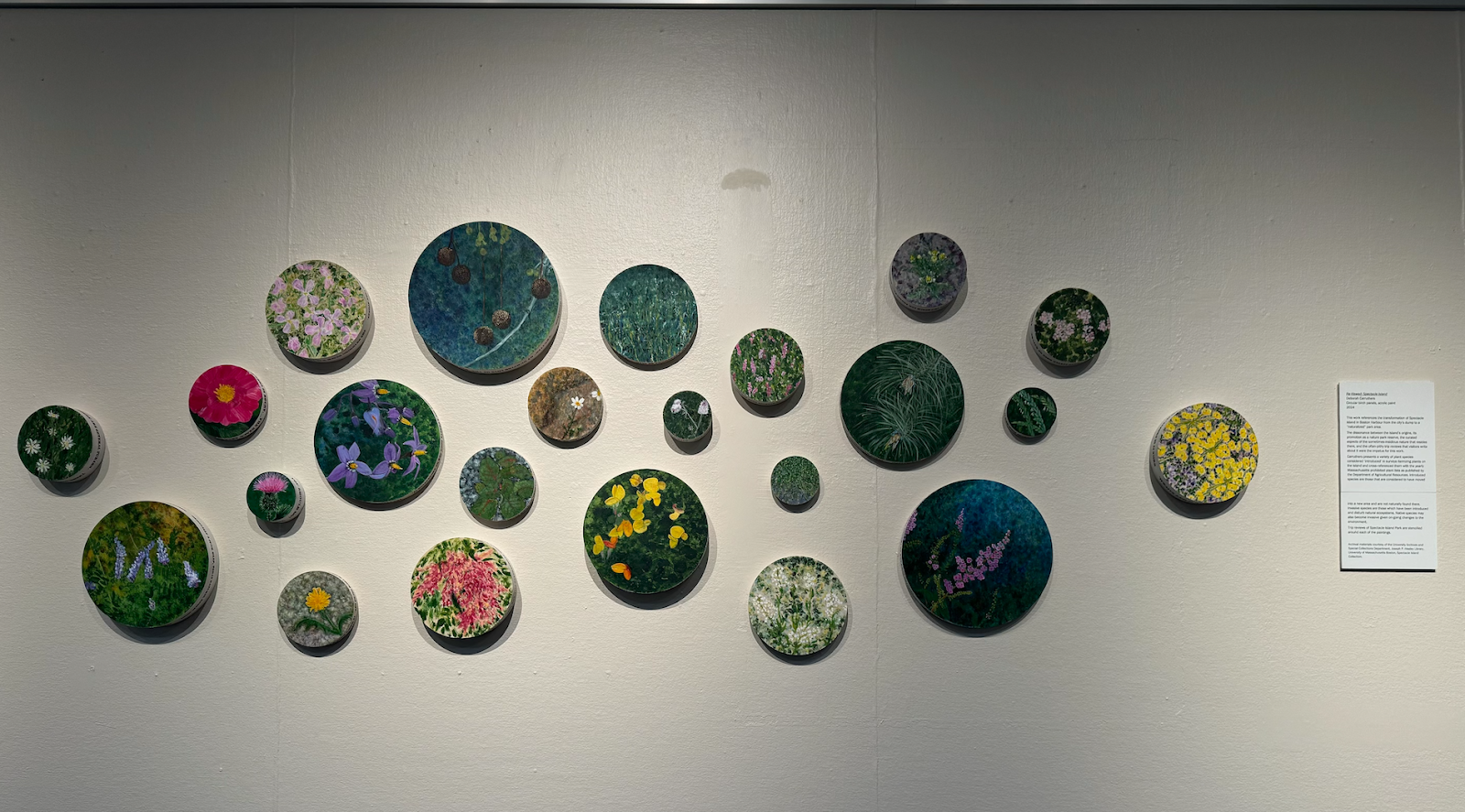 Photograph of various round artwork pieces by Deborah Carruthers hanging on a wall. 