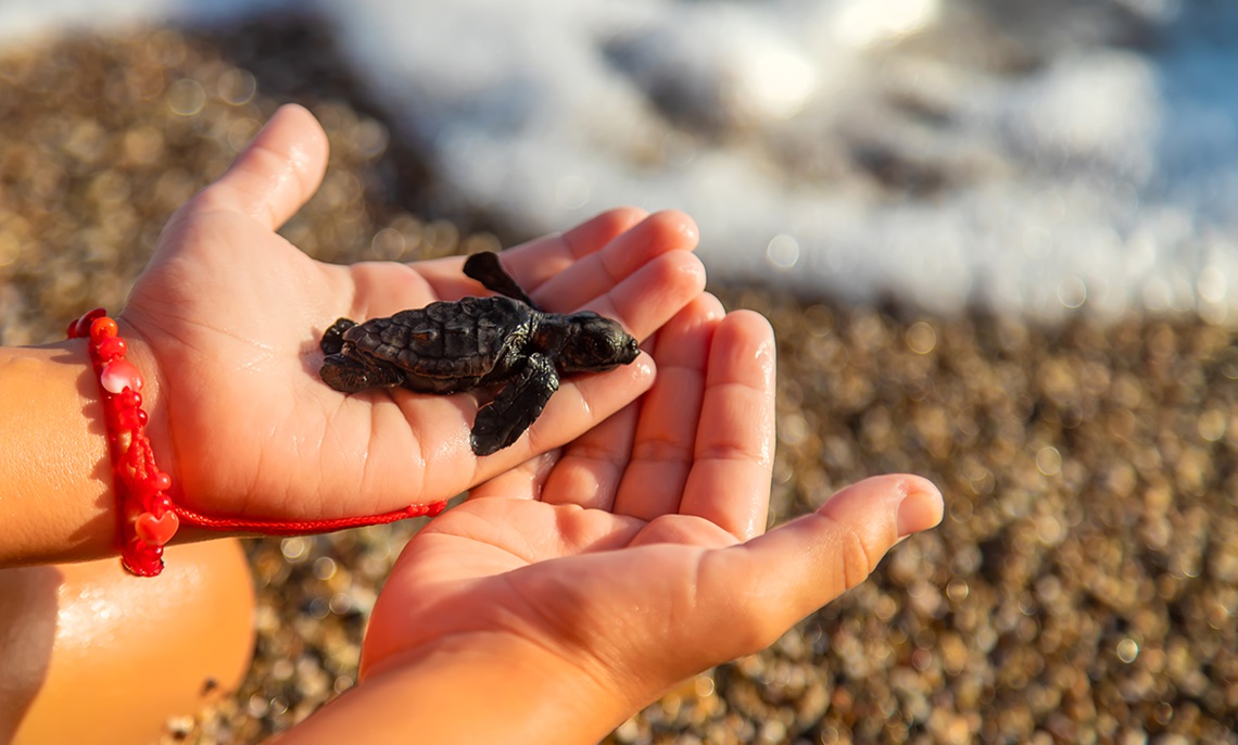 Release Turtles into the Sea