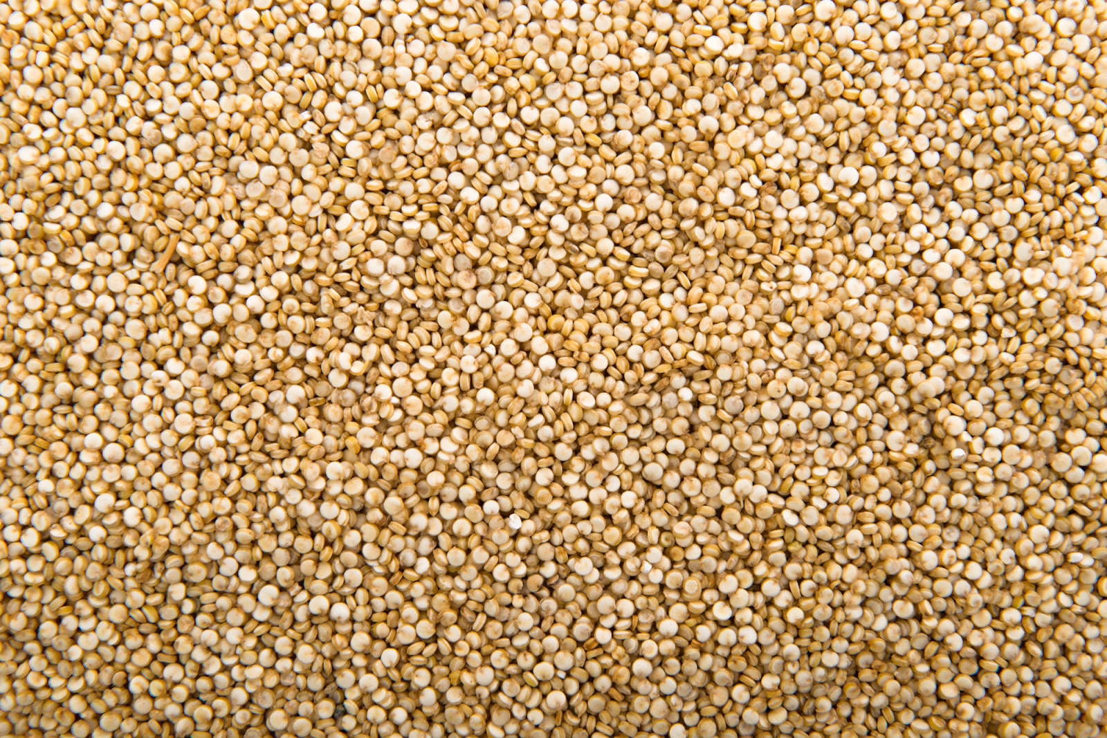 What is Jowar