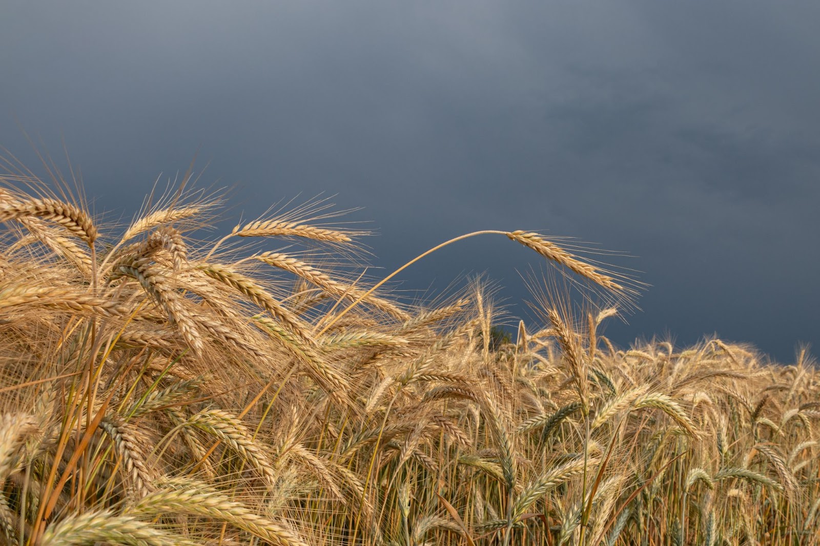western wheatgrass close up against raincloud-darkened sky