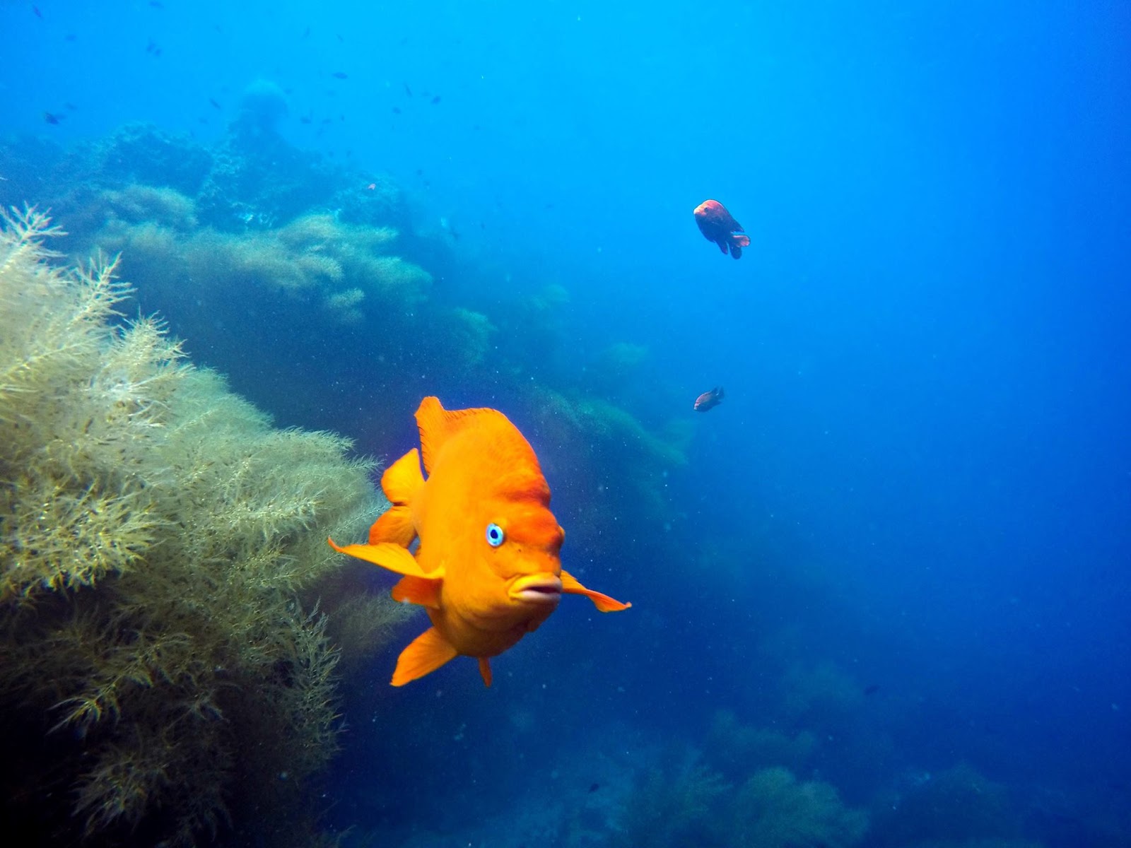 Channel Islands Garibaldi - Candice Landau.jpg