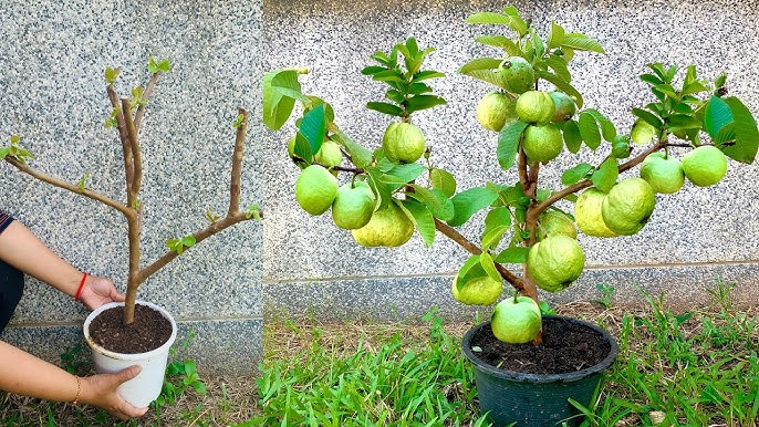 How to Grow a Guava Tree