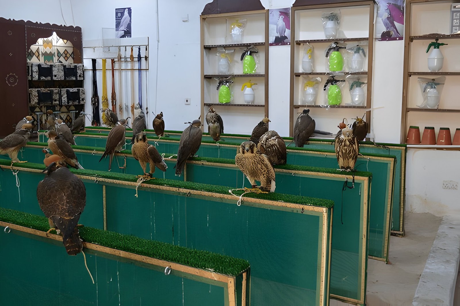 Falcon Souq