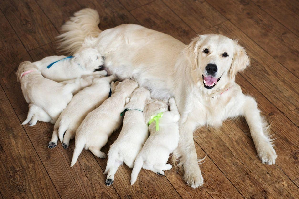 Proud Golden Retriever mum and pups