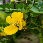 flowers name hindi mein