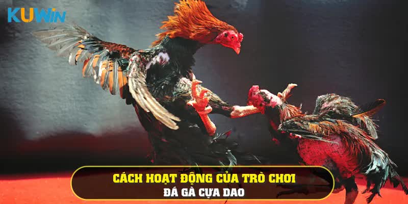 Cách hoạt động của trò chơi đá gà cựa dao