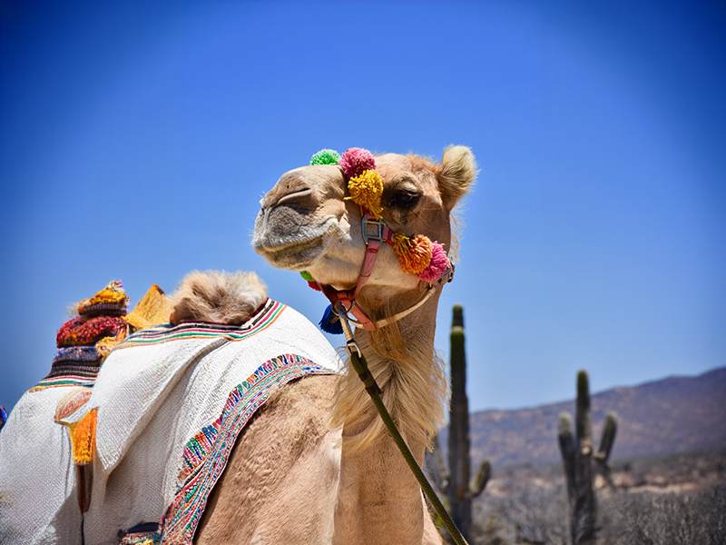 Camel looking into distance