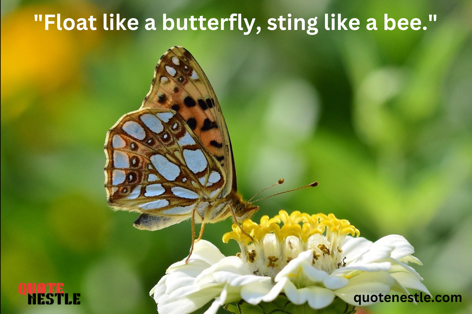 Short Butterfly Quotes 