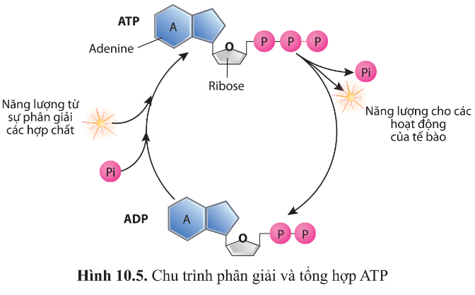 BÀI 10 - SỰ CHUYỂN HÓA NĂNG LƯỢNG VÀ ENZYME