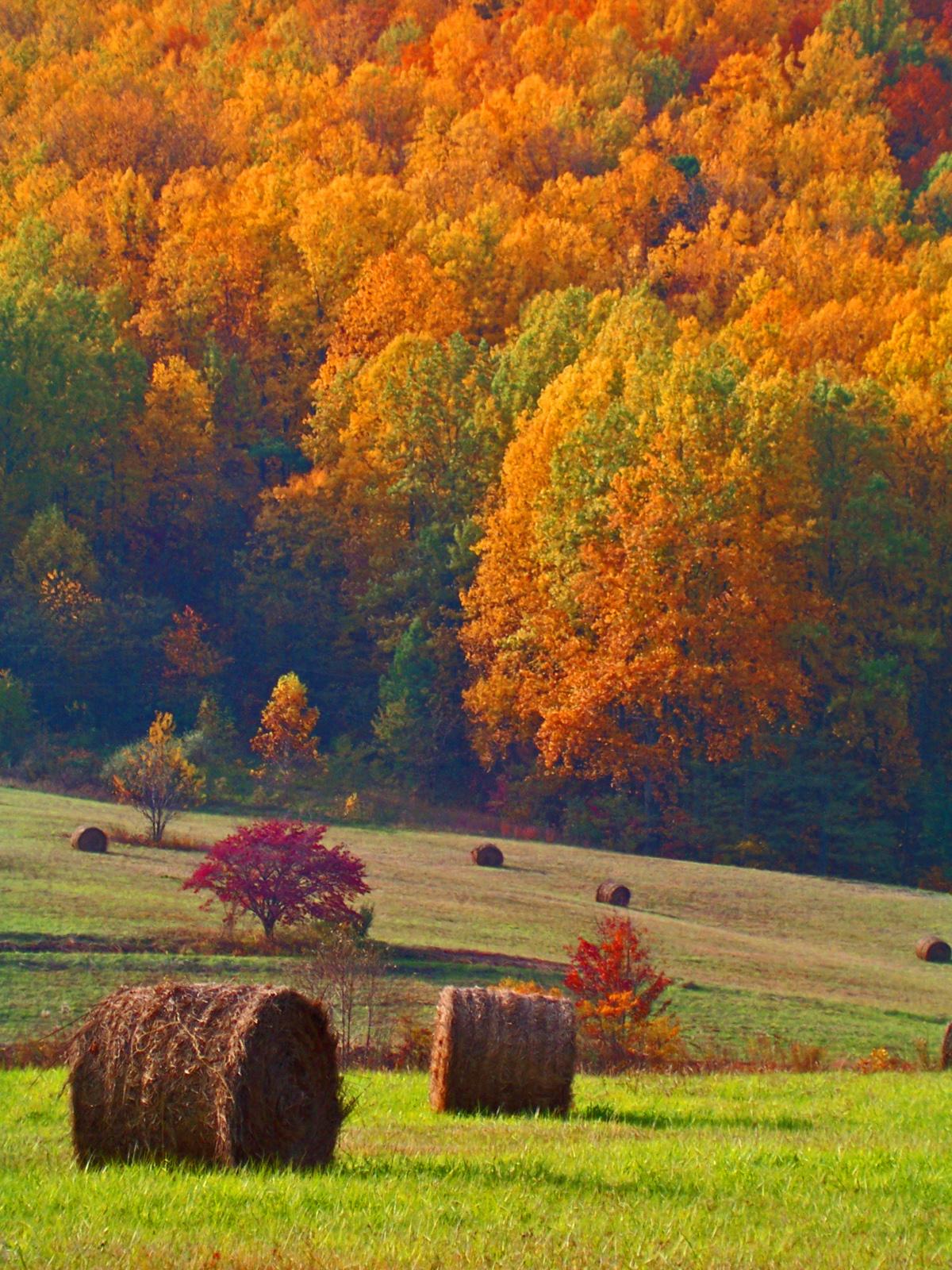 ../parrishphotosforpieandchai/Parrish_Rappahannock%20Hayfield.jpg