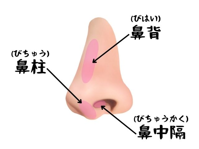 鼻中隔と鼻柱の部位