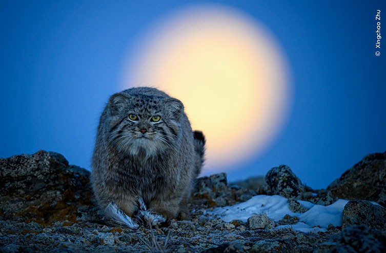 https://www.nhm.ac.uk/content/dam/nhmwww/discover/wpy-60-first-look/wpy-first-look-60-pallas-cat-xingchao-zhu-two-column.jpg.thumb.768.768.jpg