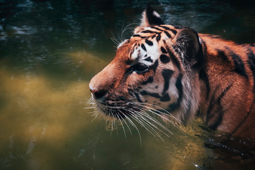Majestic Tiger Swimming in Natural Habitat