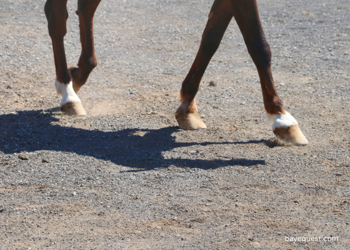 Coronet Horse Leg Markings