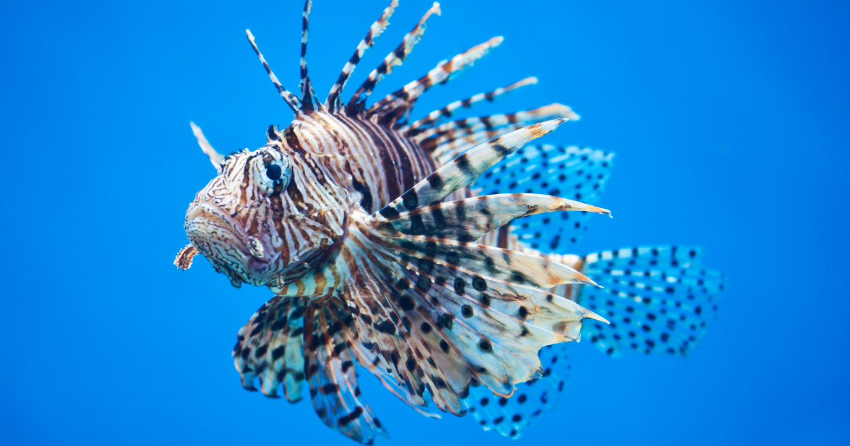 A lionfish in deep blue water with its fins fanned out.