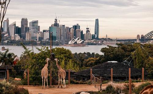 A group of giraffes in a zoo

AI-generated content may be incorrect.