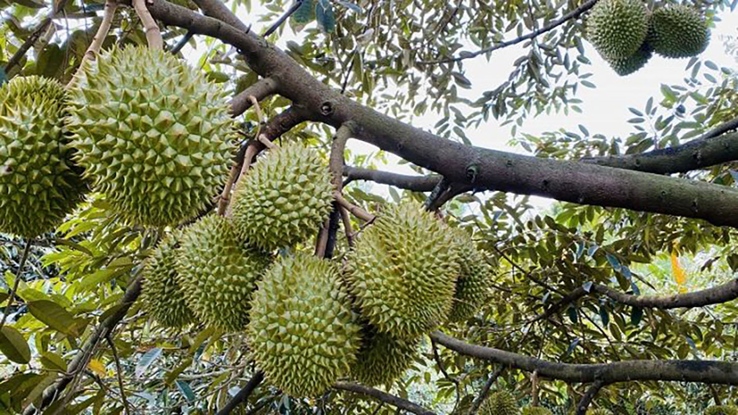 Trái sầu riêng Ri6