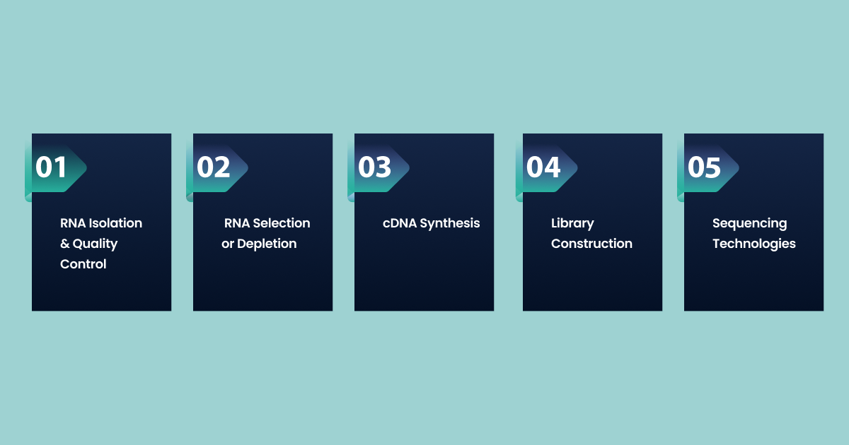 How RNA-Seq Works: A Step-by-Step Look at Key Techniques