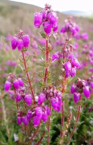 Quelles sont les principales floraisons pour la récolte de miel d’été ? - PLANTES MELLIFÈRES