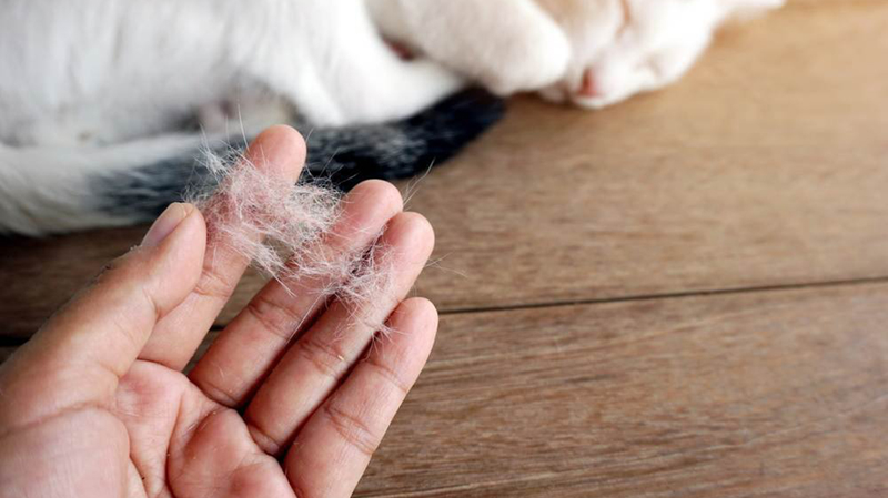 Nuôi chó mèo có gây mụn không? Cách vệ sinh da mặt đúng cách 4