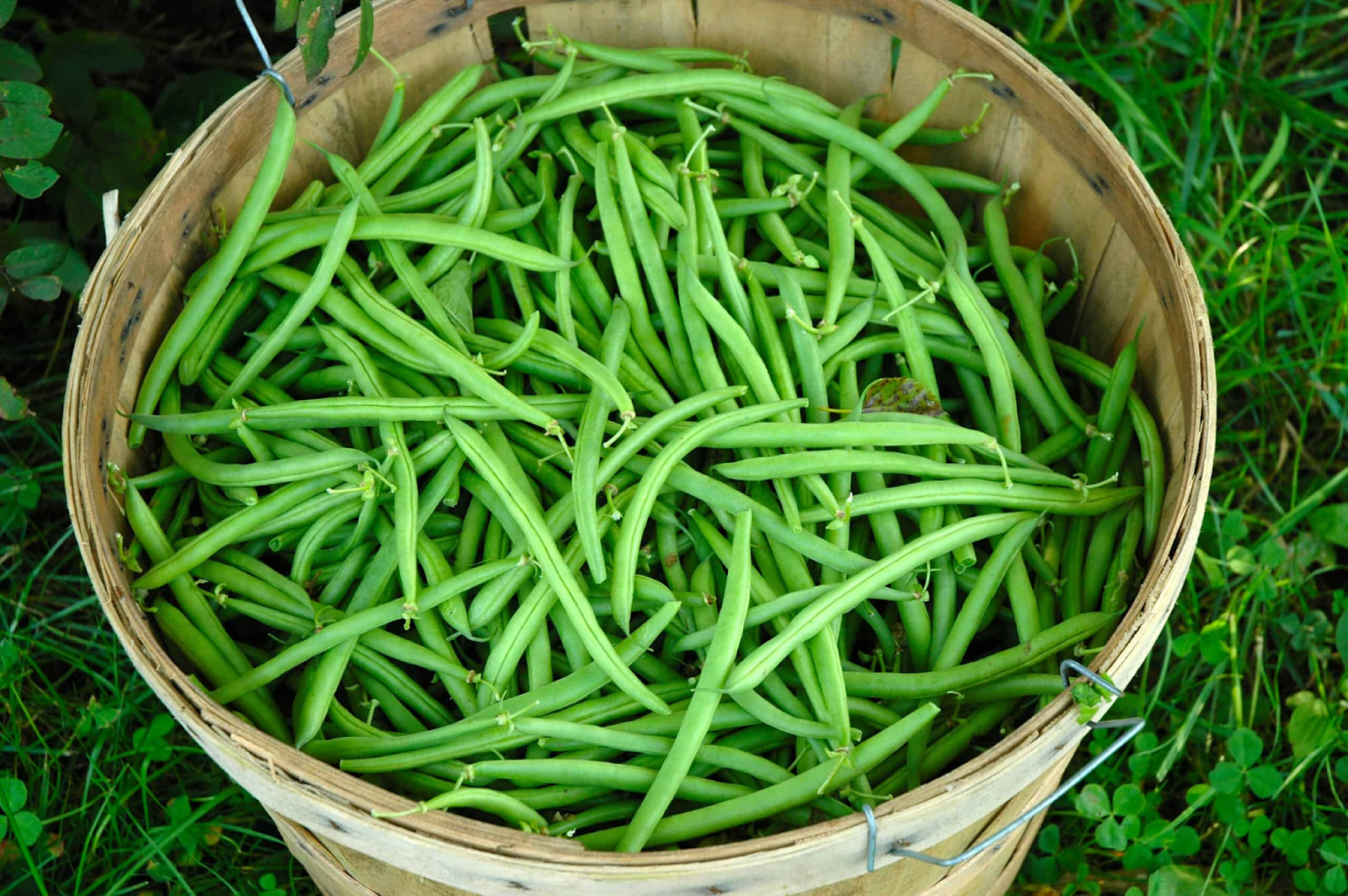 Green bean growing guide: From garden to table