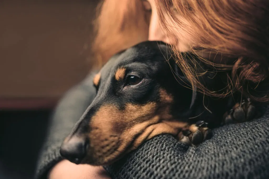 10 Affectionate Dog Breeds That Form Strong Bonds with Their Owners