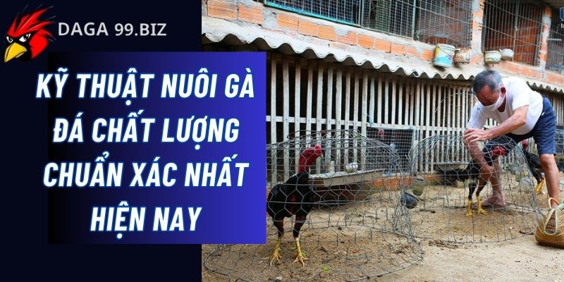 Daga99 chia sẻ kỹ thuật nuôi gà đá chất lượng 