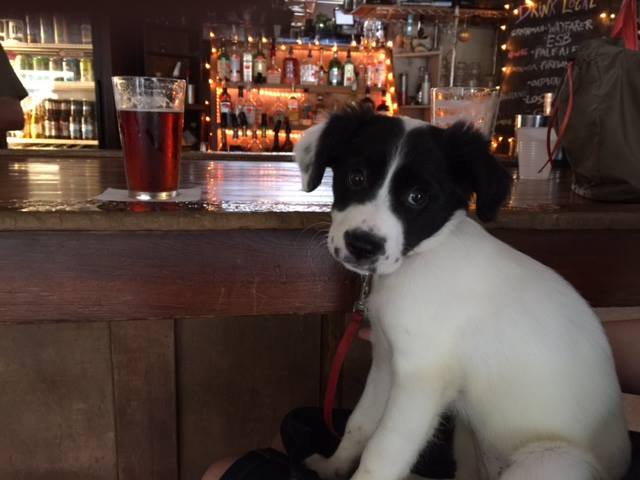 Lovely little black and white pup seated at the bar before what looks like a pint of bitter