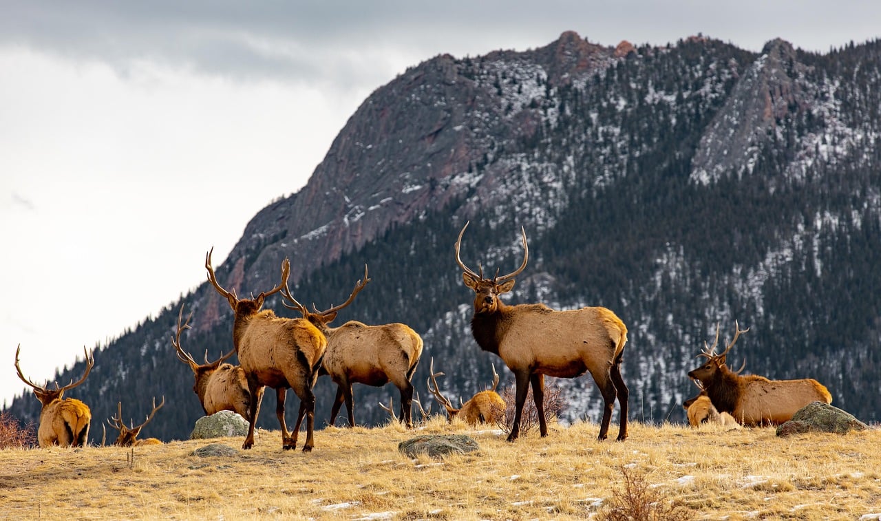 A herd of elk. Mountains and sky in the background. 