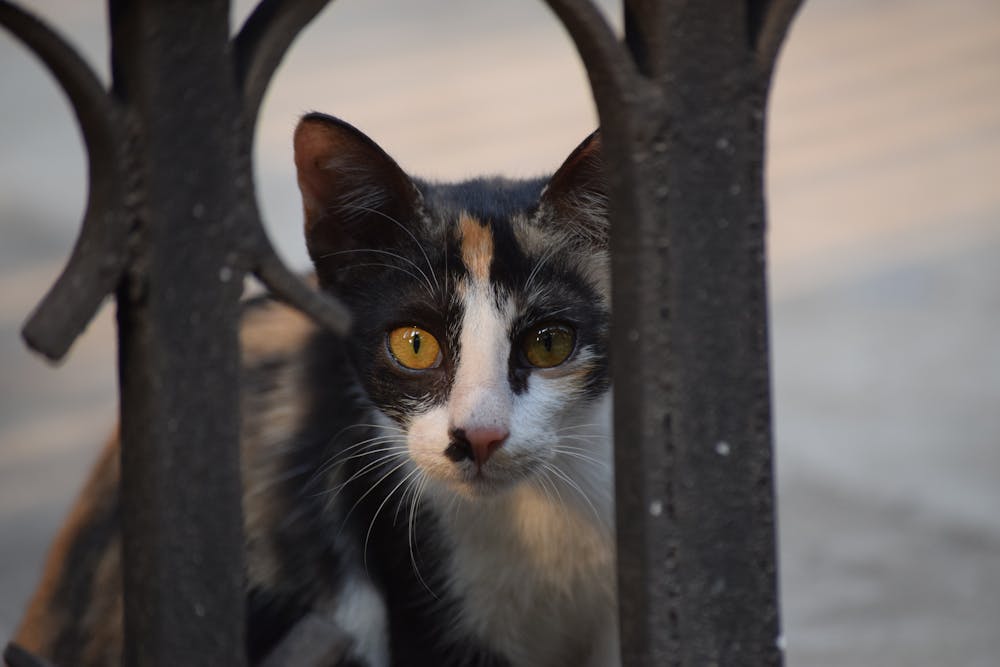 Beautiful Black and white Cat