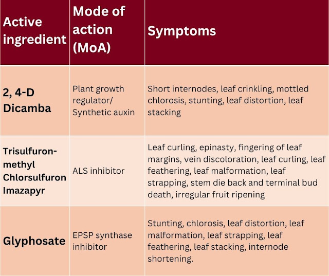 Table comparing herbicide injury symptoms on grapes. Rows include 2,4-D/Dicamba (PGRs), ALS inhibitors, and glyphosate. Columns list active ingredient, mode of action, and symptoms. Auxins cause leaf crinkling and distortion; ALS inhibitors cause leaf curling and terminal bud death; glyphosate causes chlorosis and stunting