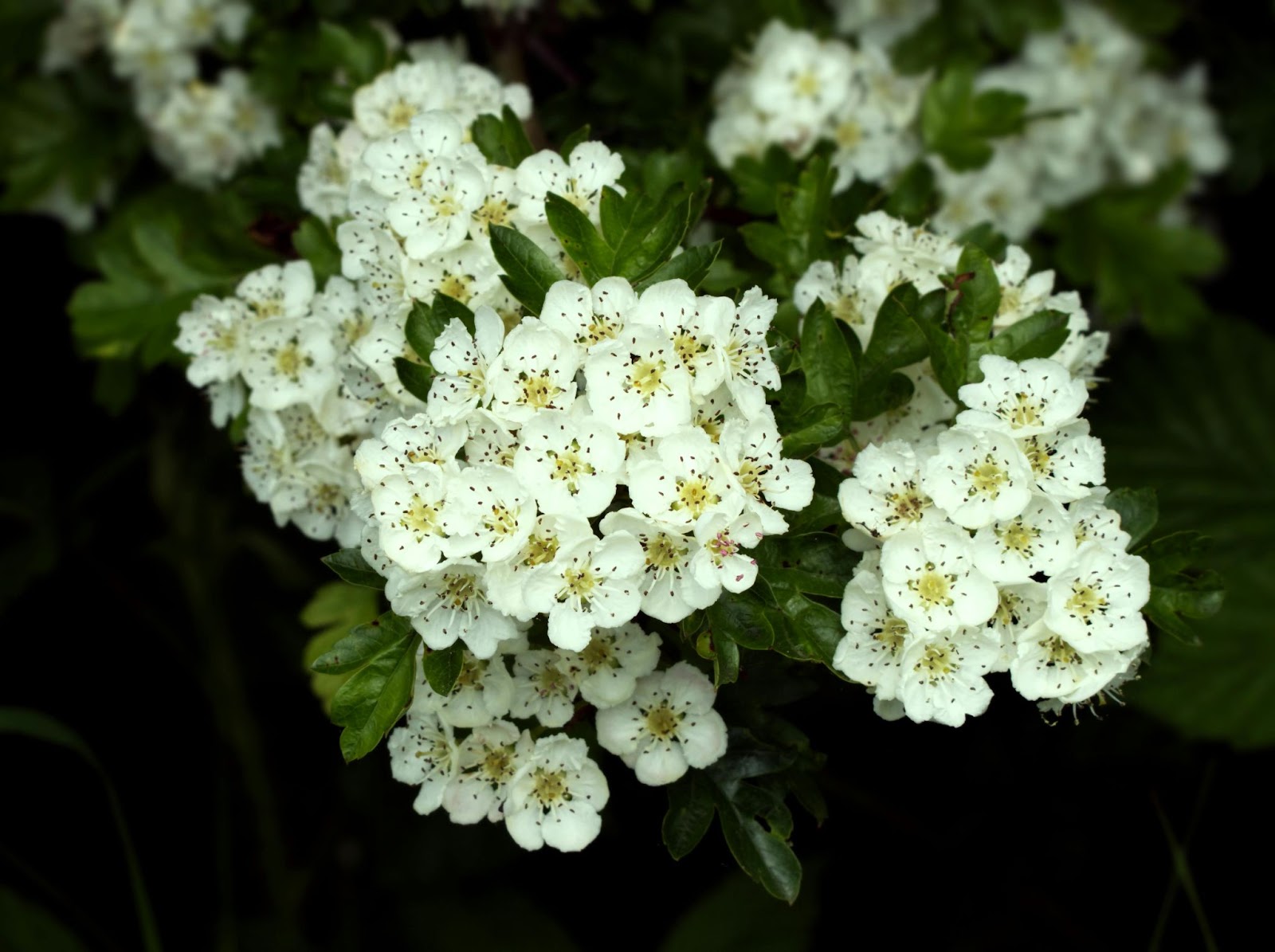 apple blossom tree vs cherry blossom