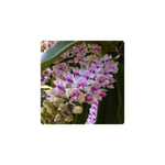 flowers names in hindi