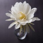 Brahma Kamal