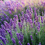 flowers names in hindi