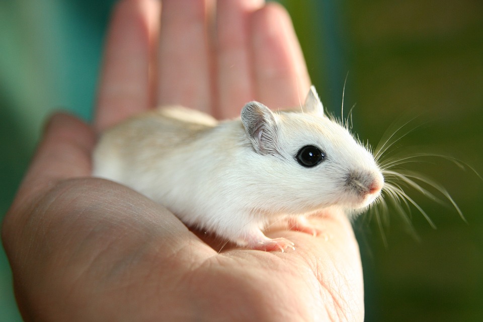 gerbil on a hand