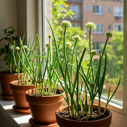 Growing Scallions Indoors