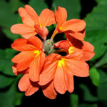 10 flowers name in Kannada