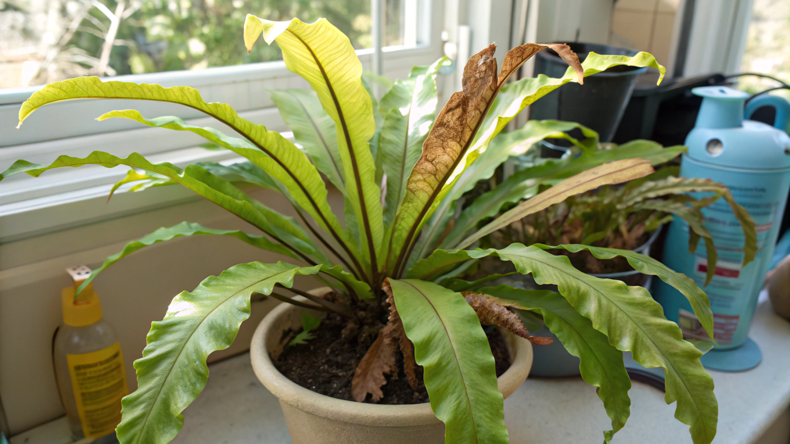 problemas de cuidados com asplenium nidus