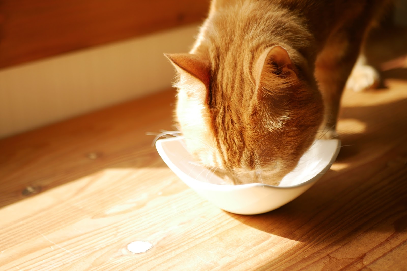 ご飯を食べる猫