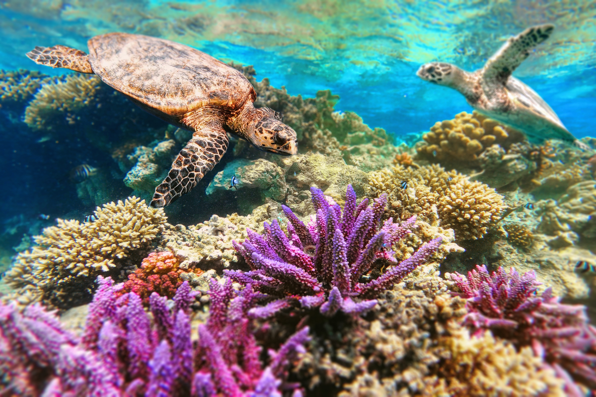 coral reefs, sea turtles in Punta Uva 